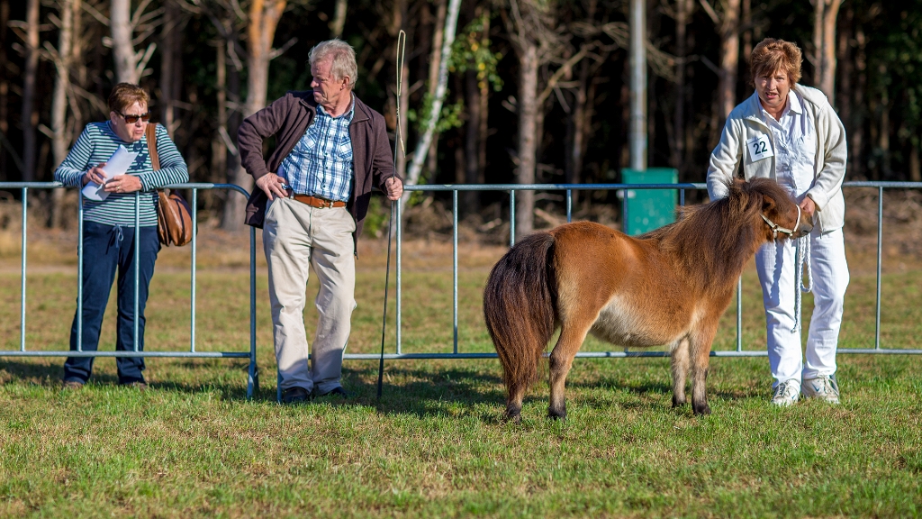 Lierop Fokpaardendag 2016 (52).jpg - Lierop Fokpaardendag 2016